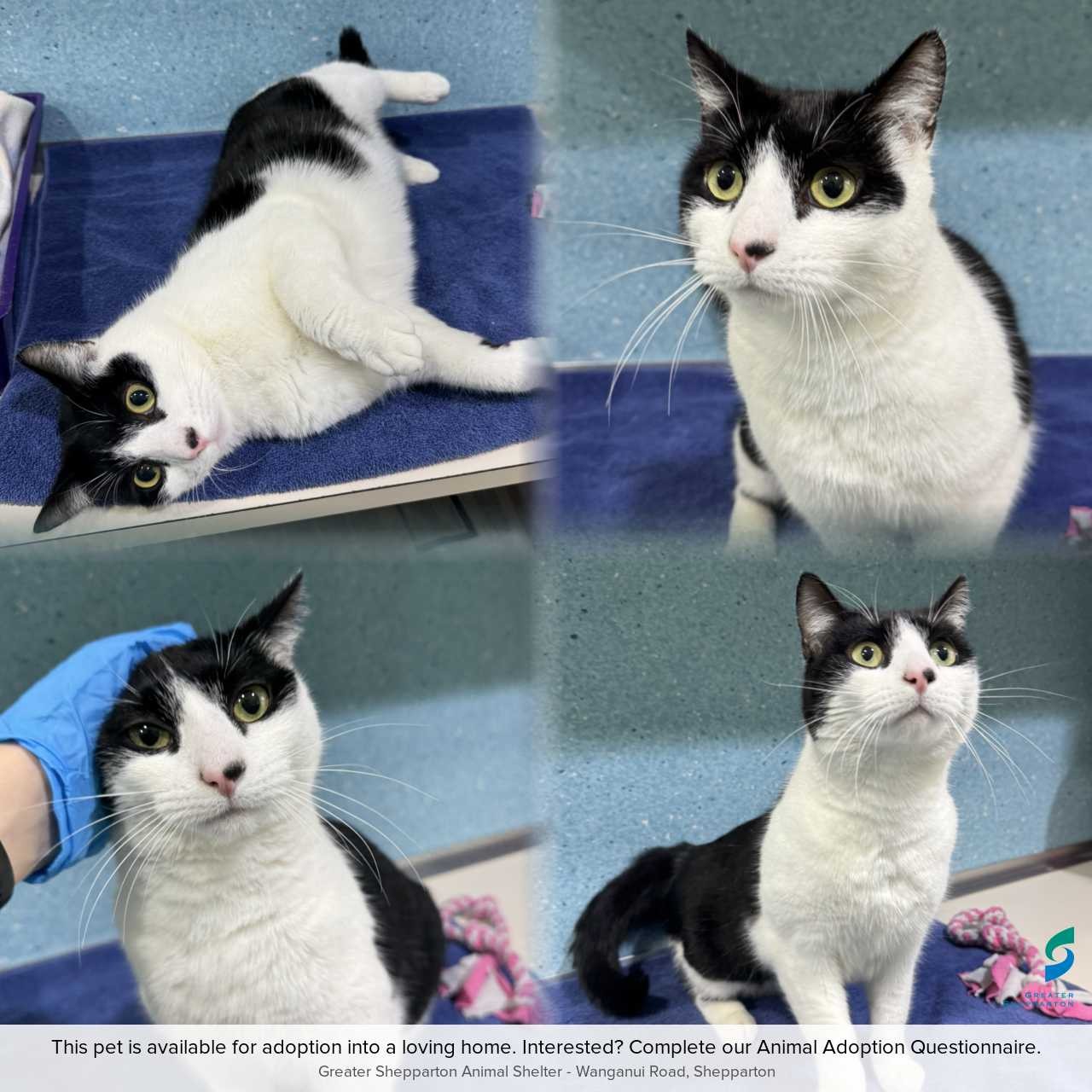 C260790 Opie