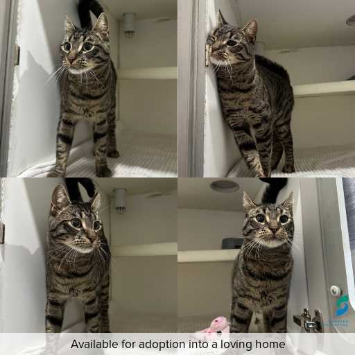 Photo of cat with ID of : C260805.