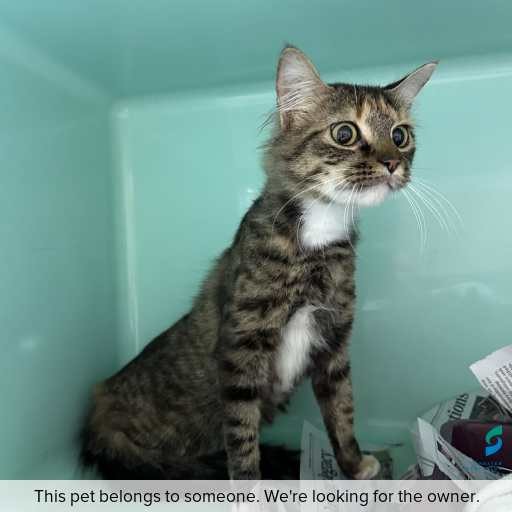 Photo of cat with ID of : C260807.