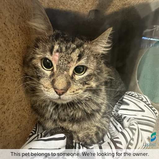 Photo of cat with ID of : C260808.