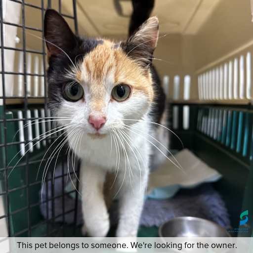 Photo of cat with ID of : C260809.