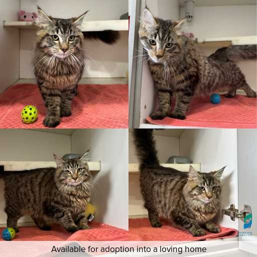 Photo of cat with ID of : C260812.