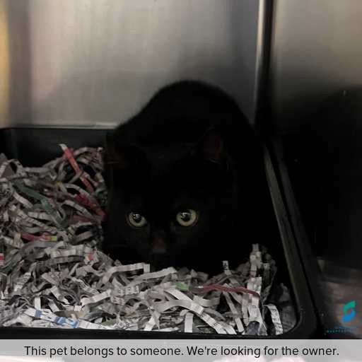 Photo of cat with ID of : C260822.