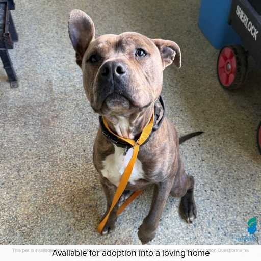 Photo of dog with ID of : D250482.