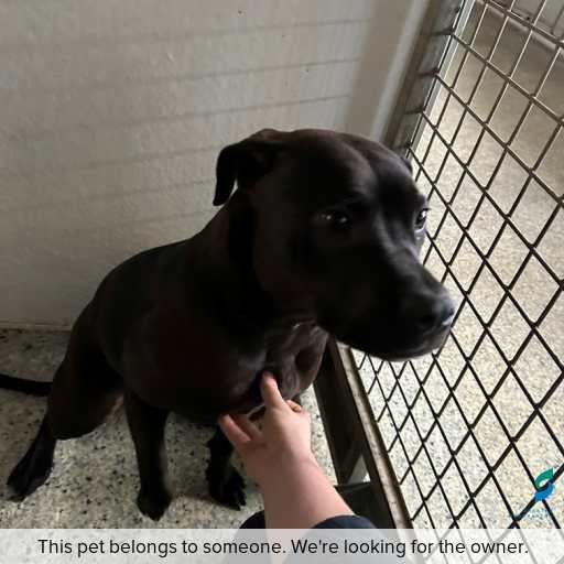 Photo of dog with ID of : D250548.