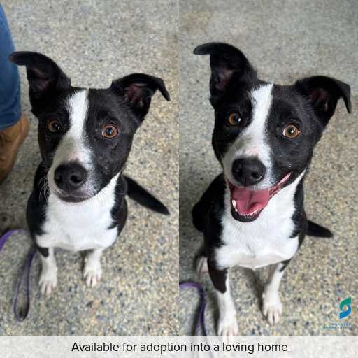 Photo of dog with ID of : D250597.