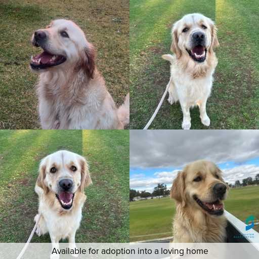 Photo of dog with ID of : D260180.
