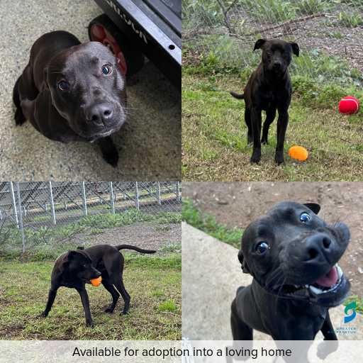 Photo of dog with ID of : D260366.