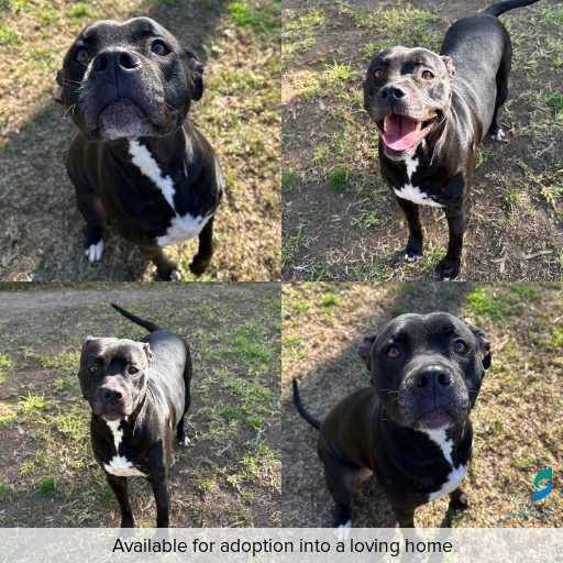 Photo of dog with ID of : D260402.