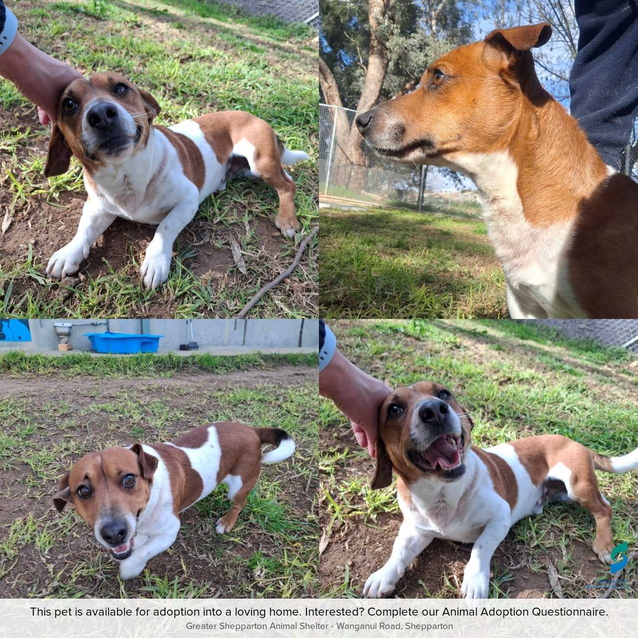 D260407 Brownie