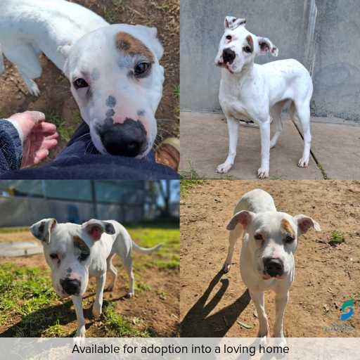 Photo of dog with ID of : D260413.
