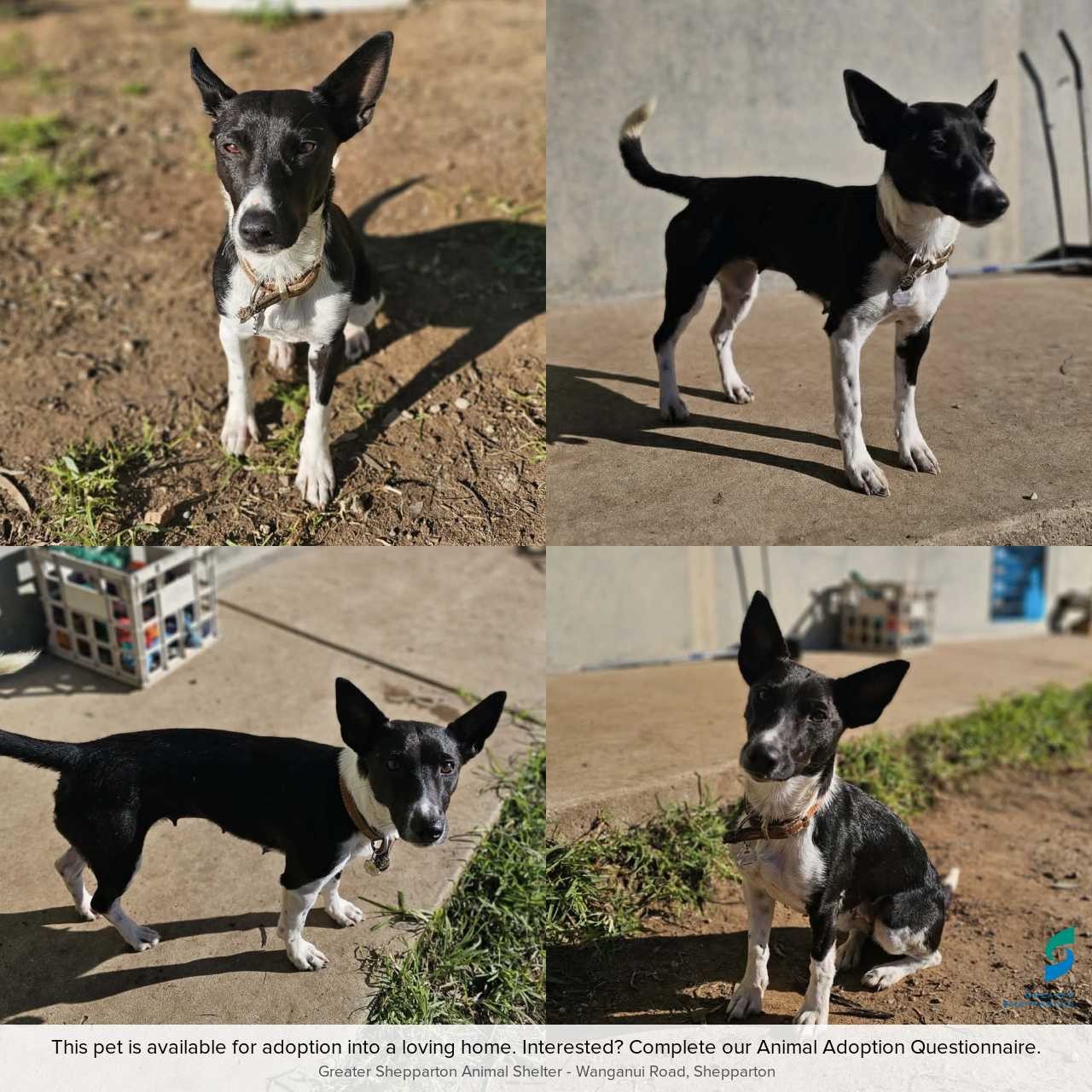 D260438 Pippa