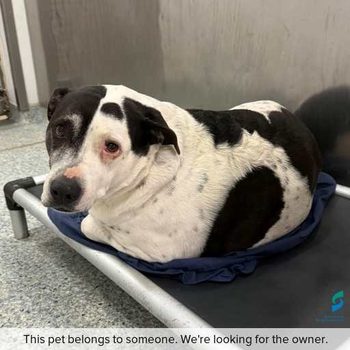 Photo of dog with ID of : D260447.
