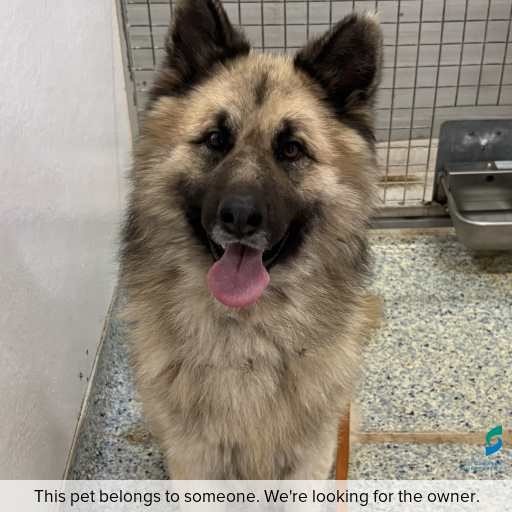 Photo of dog with ID of : D260475.