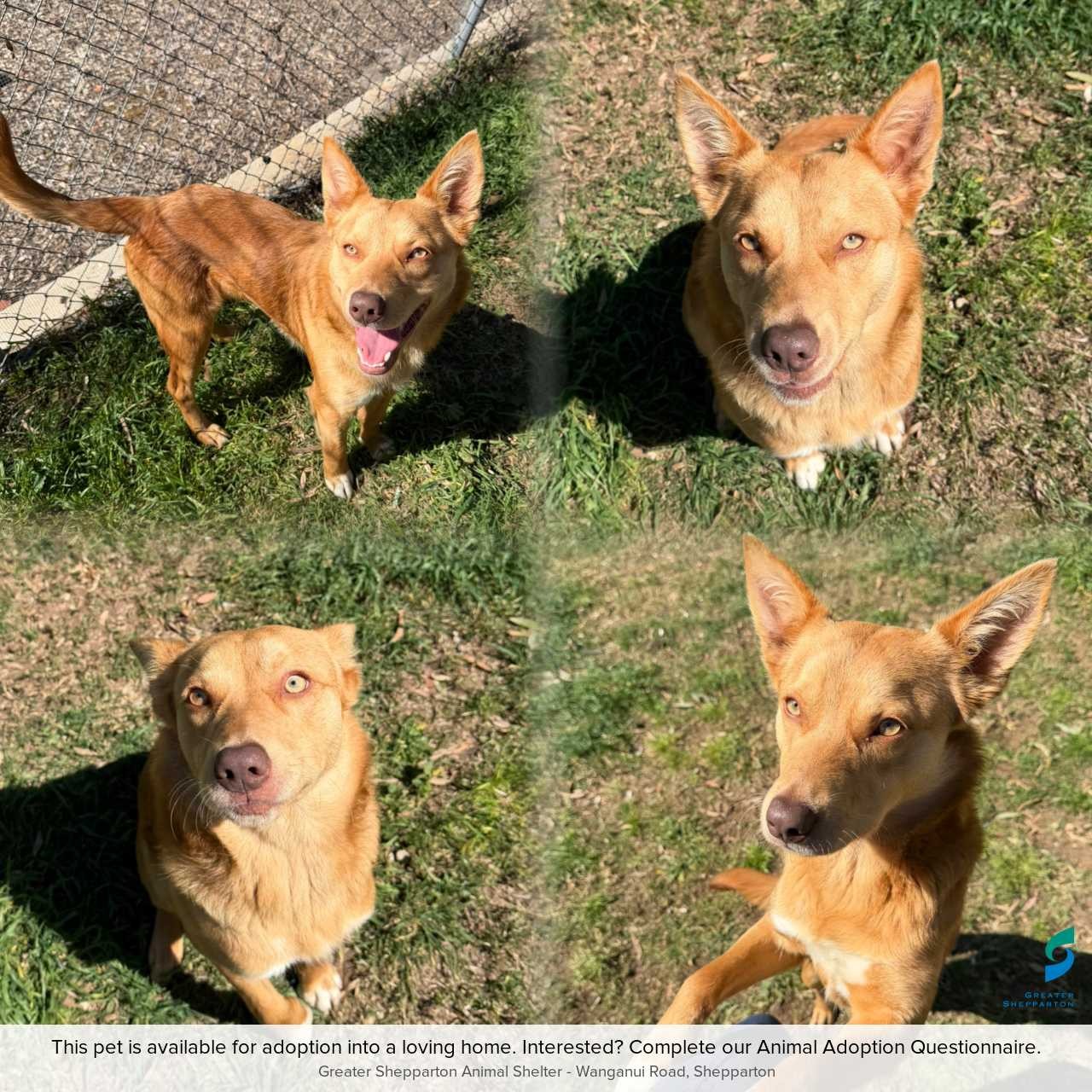 D260486 Rusty