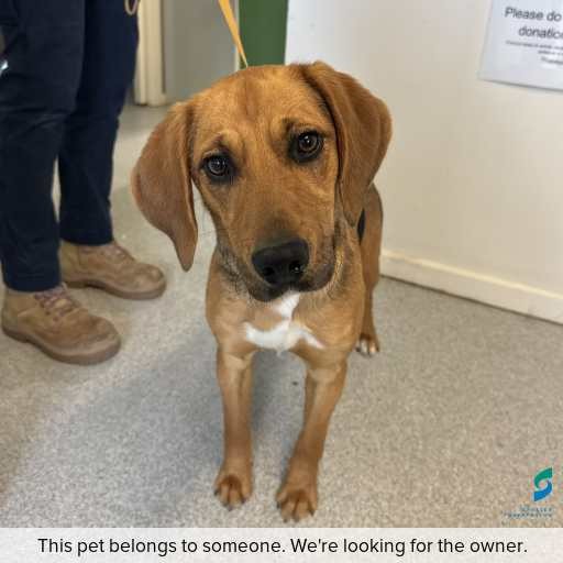 Photo of dog with ID of : D260488.