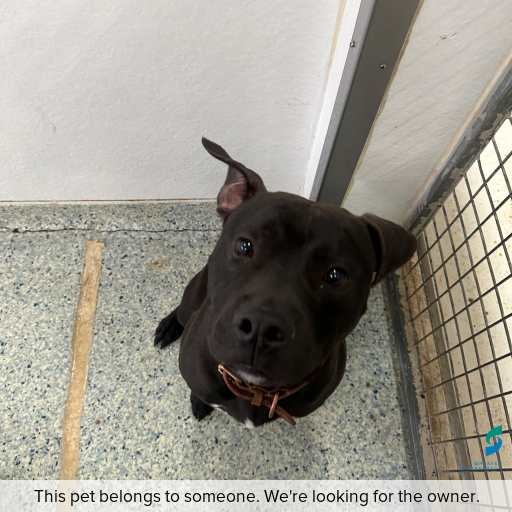 Photo of dog with ID of : D260491.