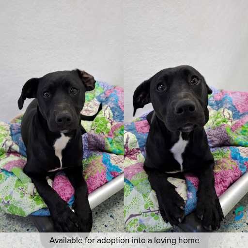 Photo of dog with ID of : D260495.