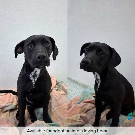 Photo of dog with ID of : D260497.