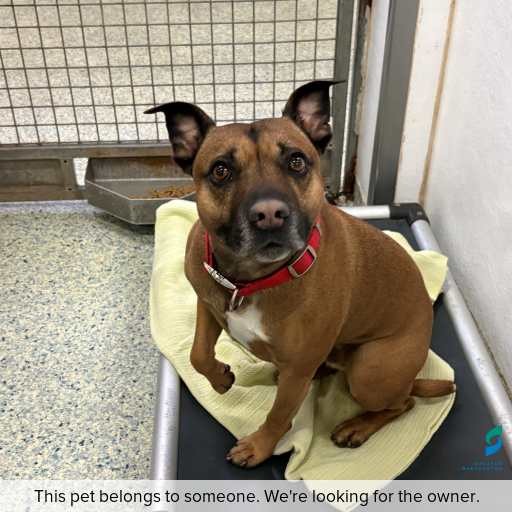 Photo of dog with ID of : D260502.