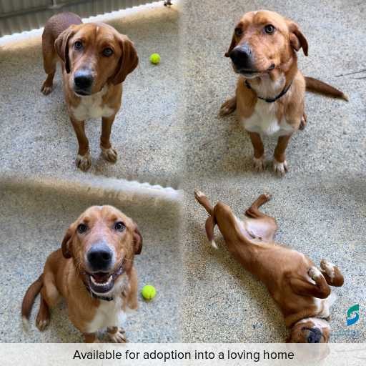 Photo of dog with ID of : D260509.