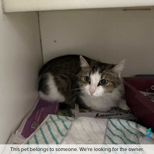 Photo of this cat.
