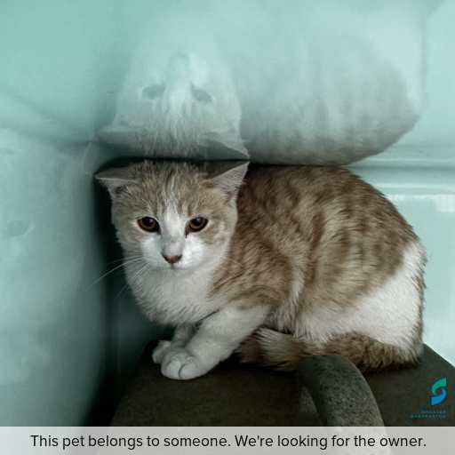 Photo of cat with ID of : C250897.