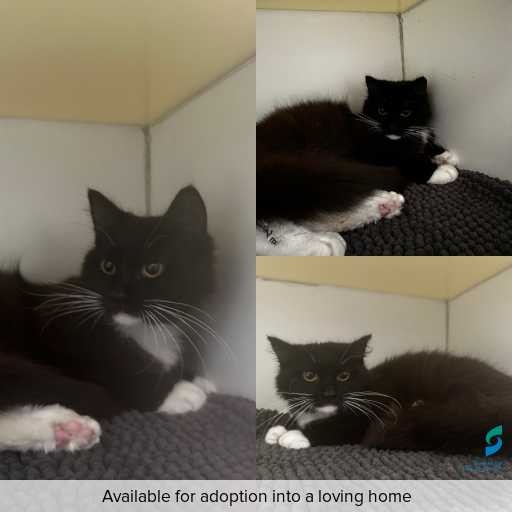 Photo of cat with ID of : C250964.