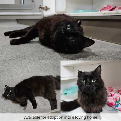 Photo of cat with ID of : C251106.