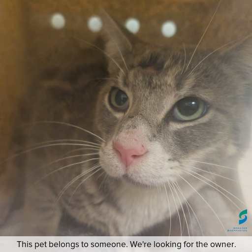 Photo of cat with ID of : C251245.