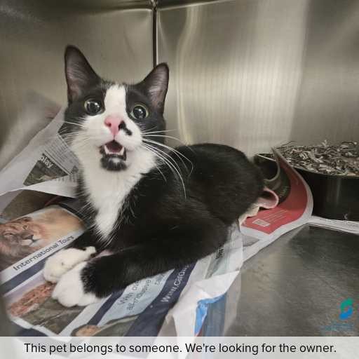 Photo of cat with ID of : C251325.