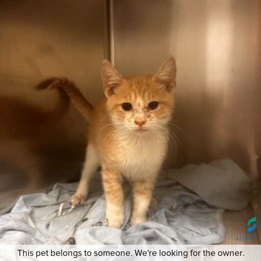 Photo of cat with ID of : C251343.