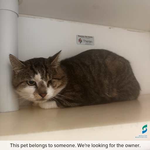 Photo of cat with ID of : C251344.