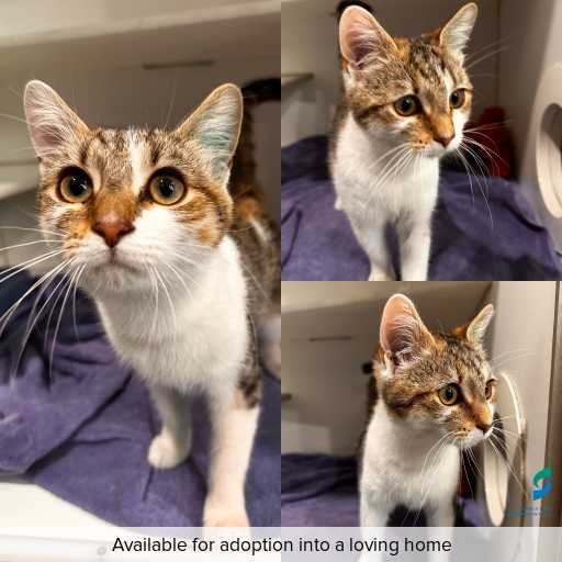Photo of cat with ID of : C260078.