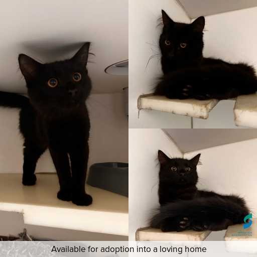 Photo of cat with ID of : C260183.