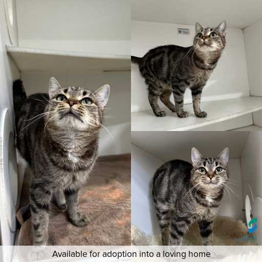 Photo of cat with ID of : C260194.