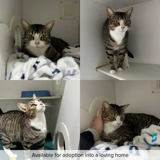 Photo of cat with ID of : C260251.