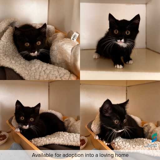 Photo of cat with ID of : C260281.