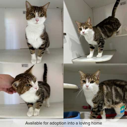 Photo of cat with ID of : C260311.