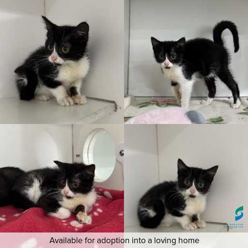 Photo of cat with ID of : C260328.