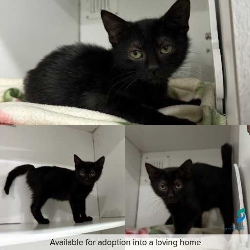 Photo of cat with ID of : C260329.