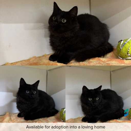 Photo of cat with ID of : C260350.