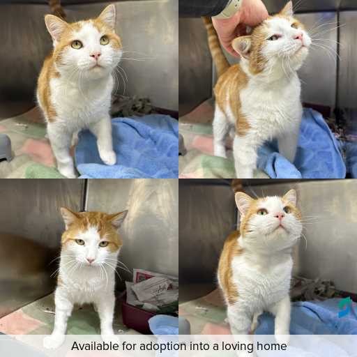 Photo of cat with ID of : C260359.