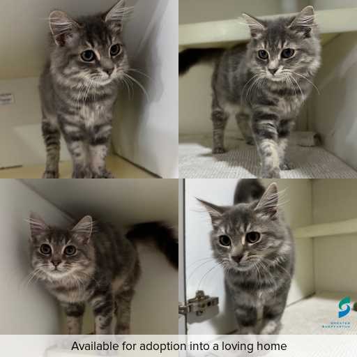 Photo of cat with ID of : C260360.