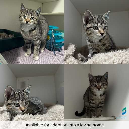 Photo of cat with ID of : C260365.