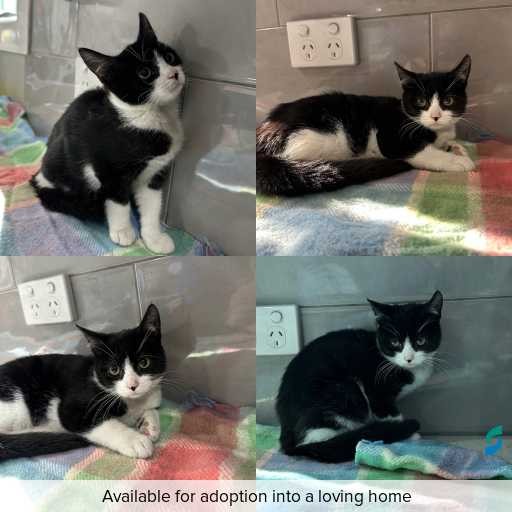 Photo of cat with ID of : C260376.