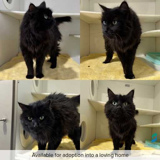 Photo of cat with ID of : C260373.