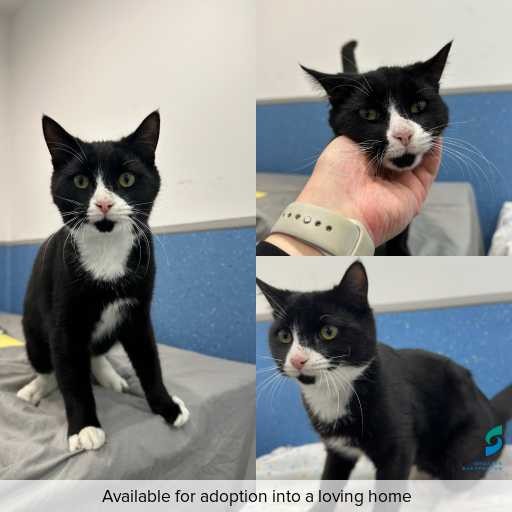 Photo of cat with ID of : C260432.