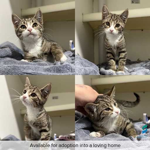 Photo of cat with ID of : C260437.