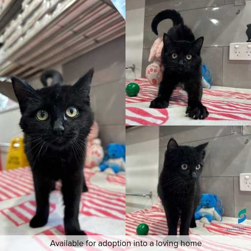 Photo of cat with ID of : C260439.